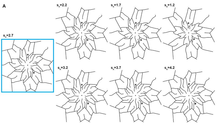 Simulated vascular strand patterns in the shoot apex